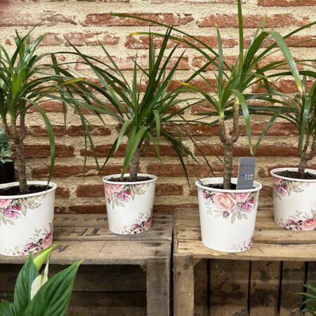 pot étanche en papier pour plants